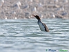 Uccelli anseriformi 12 - Smergo minore.jpg